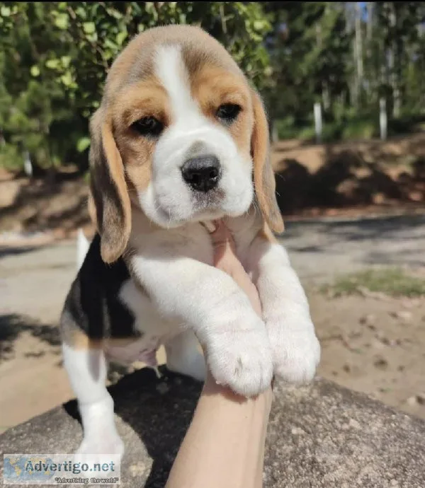 Beagle Puppies