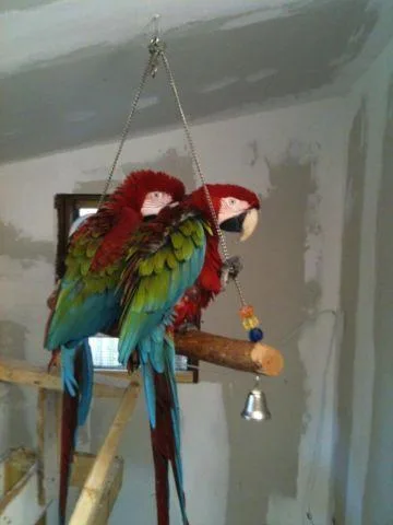 Beautiful Baby Greenwing Macaws