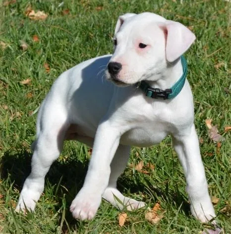 Healthy Dogo Argentino Puppies.