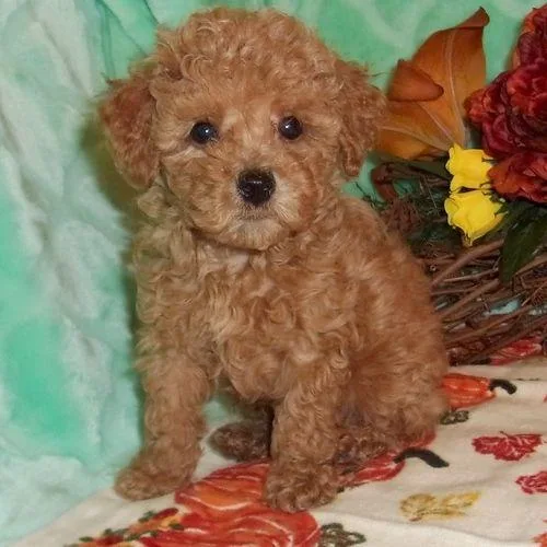Good looking toy Poodle puppies available
