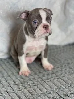 AKC Boston Terrier Puppies For Sale