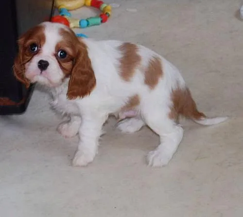Gorgeous Cavalier King Charles Spaniel Puppies