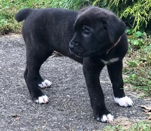Beautiful Cane Corso Puppies.