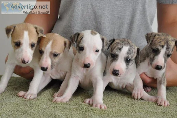 Ckc Italian Greyhound puppies.