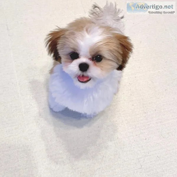 Eye-Catching SHIH TZU puppies