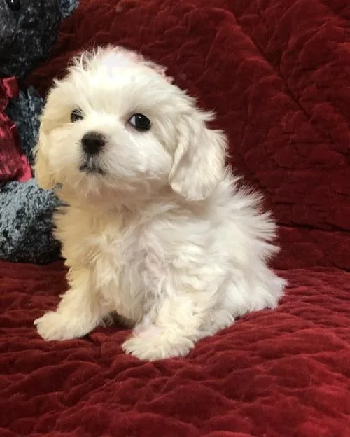 For sale Cavapoo puppies that are ready