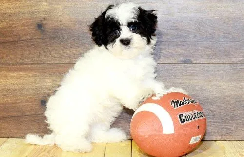 Super Cute Havanese puppies available