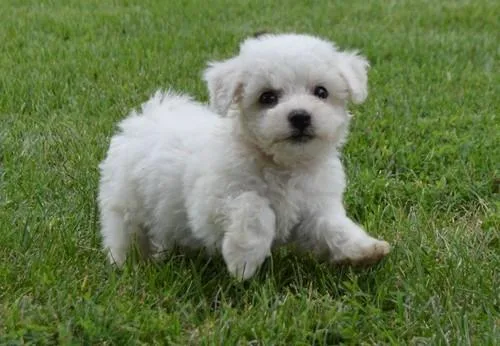 AKC Bichon Frise Puppies For Sale.