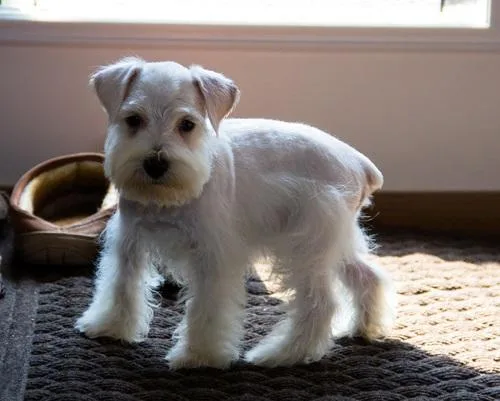 Home raised Miniature Schnauzer puppies