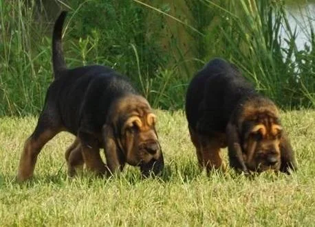 Male and female Bloodhound puppies For Sale.