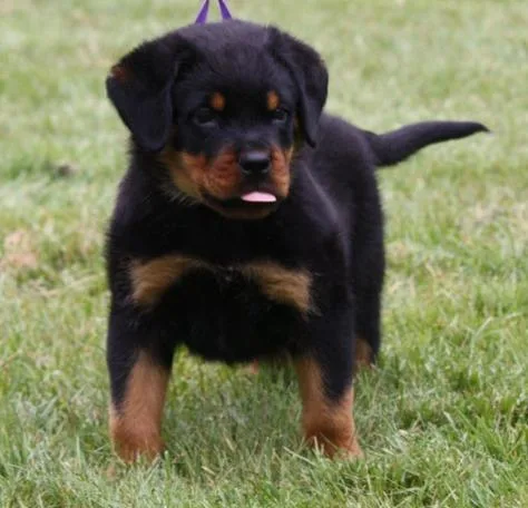 Beautiful Rottweiler Puppies For Sale.