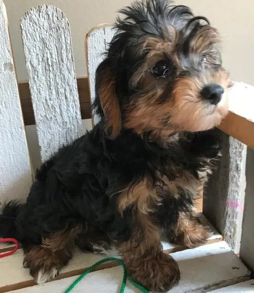 lovely Yorkie Poo puppies available