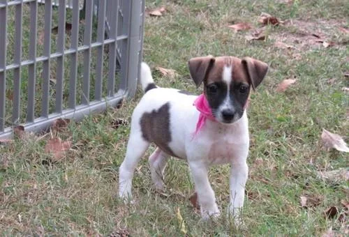 Home Raised Jack Russel Terrier Puppies.