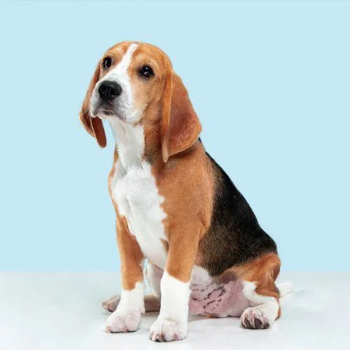 Buy the Best Pet Hoodies for Women In Oklahoma