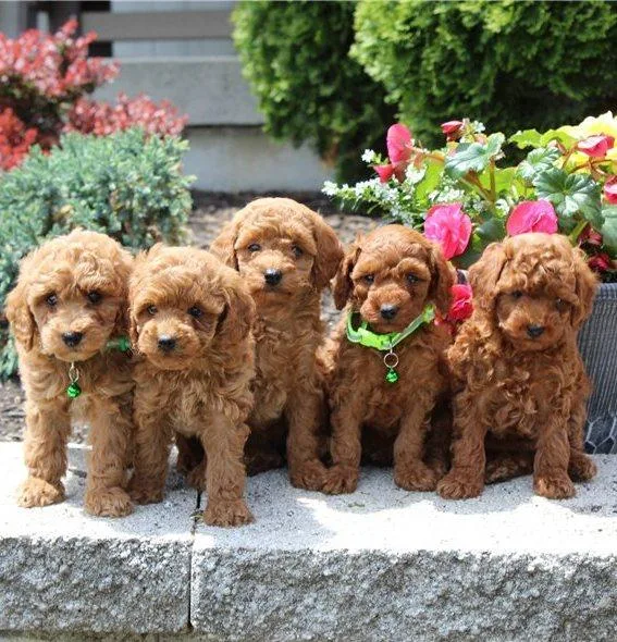 Healthy Toy Poodle Puppies Ready