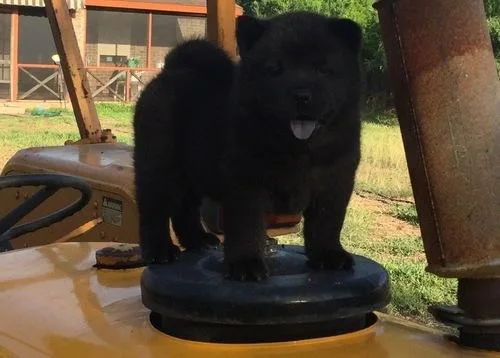 Gorgeous Chow Chow Puppies Ready-to-go