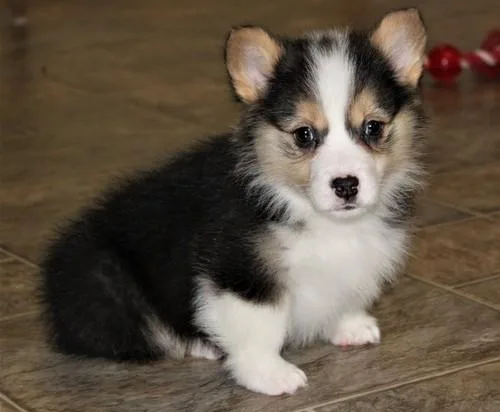 Healthy Pure Pembroke Welsh Corgi puppies
