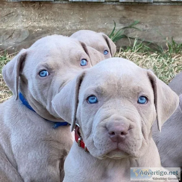 adorable pitbull puppies