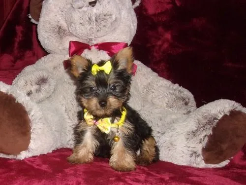 AKC Yorkshire Terrier puppies for sale.