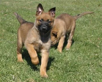 Healthy Belgian Malinois puppies