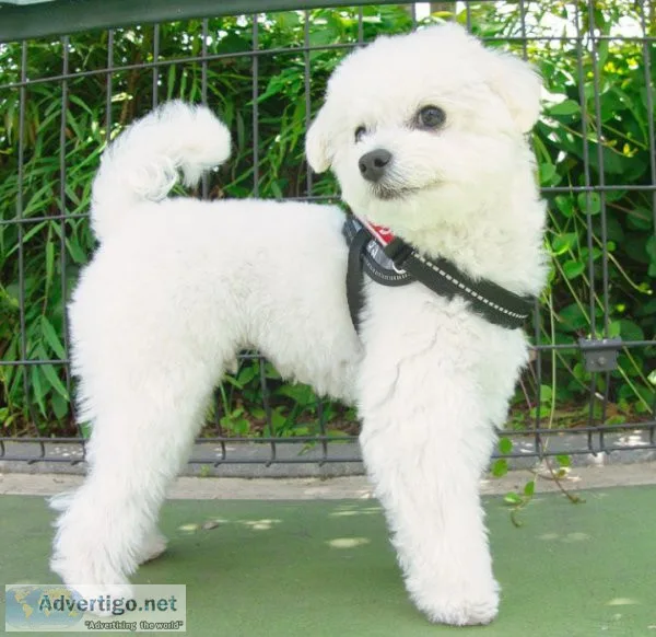 Cute Dog for sale