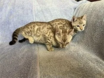 Sepia Snow Bengals