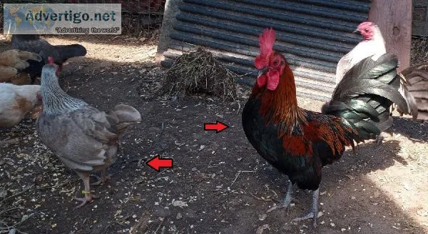 Old English Game Bantam Pair and OTHER POULTRY available