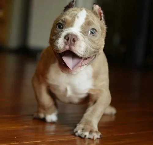 Well Socialized American Pitbull Terrier Puppies