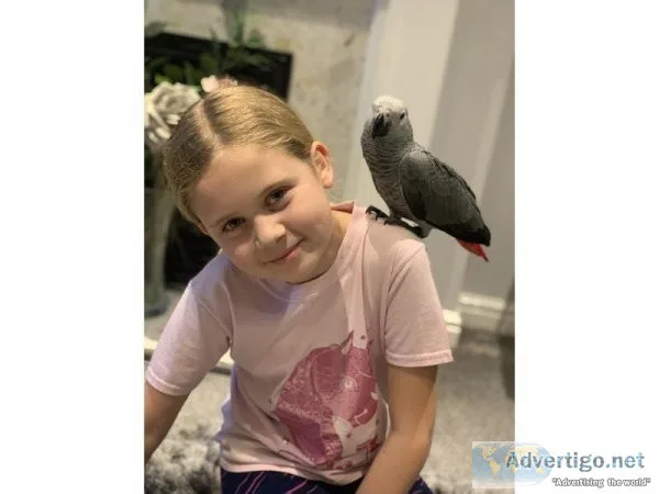 Female African Grey Parrot