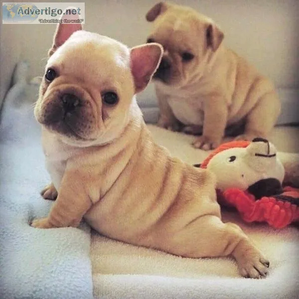 Lovely French Bulldog Puppies Available