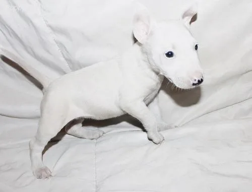 Well Socialized Bull Terrier puppies.