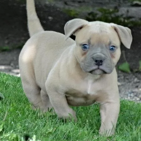 AKC American Bulldog Puppies For Sale