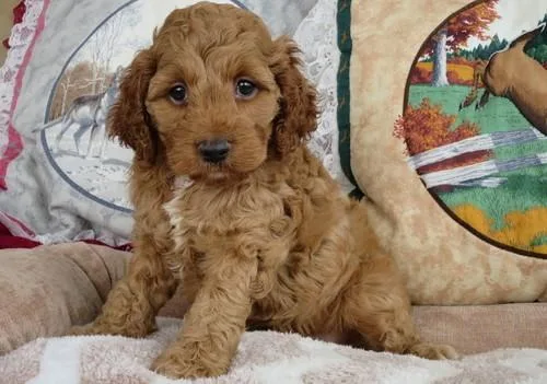 Well Socialized Cockapoo Puppies available