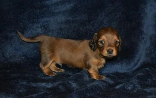 Beautiful Dachshund Puppies.