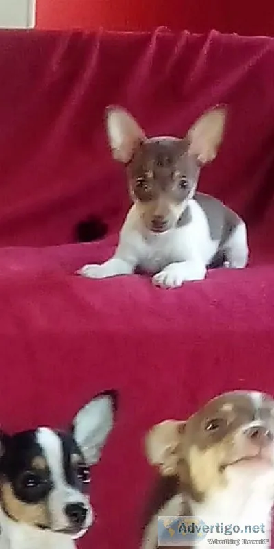 Tico