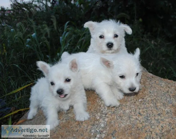 Gorgeous West Highland White Terrier Puppies