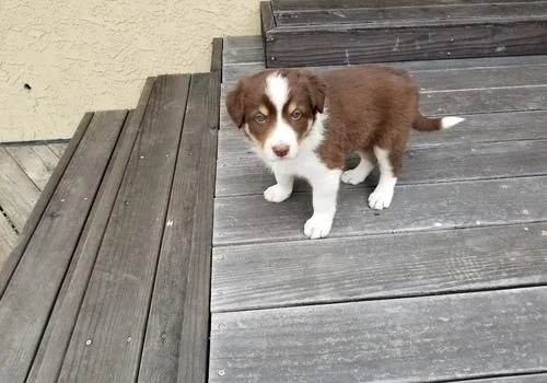 Border Collie Puppies for sale.