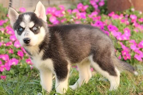 AKC Siberian Husky puppies available
