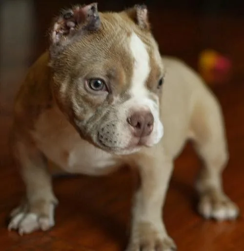 Full UKC American Pit Bull Terrier Puppies