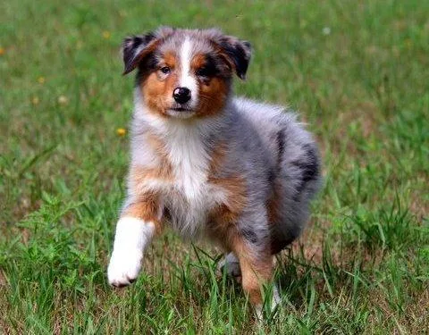 Australian Shepherds puppies
