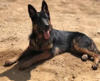 Von Lauritsen German Shepherds