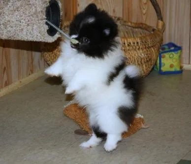 Super Cute Pomeranian puppies ready to go now