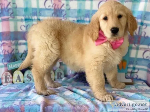 Well Trained Golden Retriever Puppies Ready