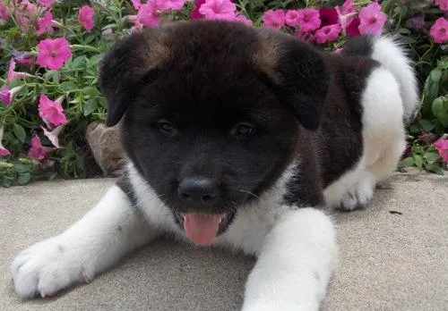 Akita puppies for sale