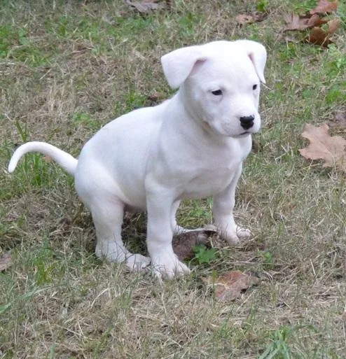 Dogo Argentino Puppies Available