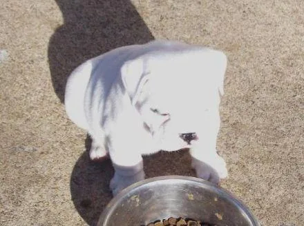Perfect English Bulldog Puppies For Lovely Homes