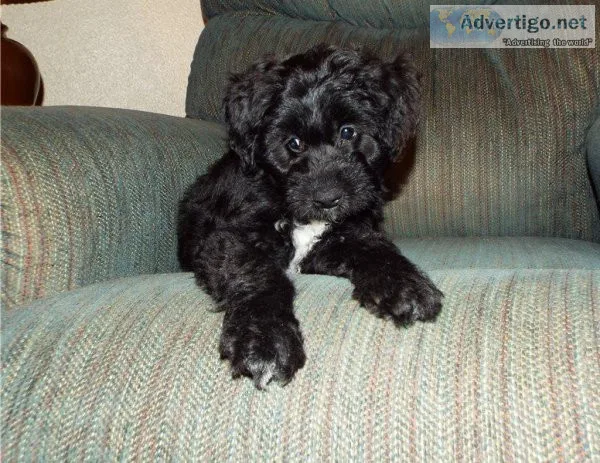 Beautiful Aussie Doodle Puppies ready.