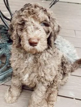 Standard Bred Poodle Pups