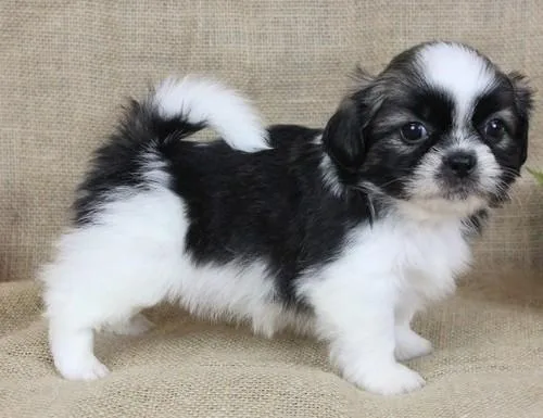 home raised Shih Tzu Puppies