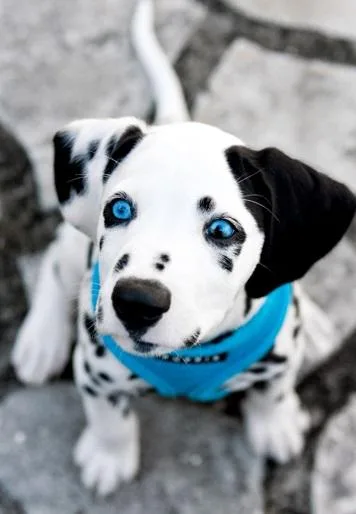 Home Raised Dalmatian Puppies